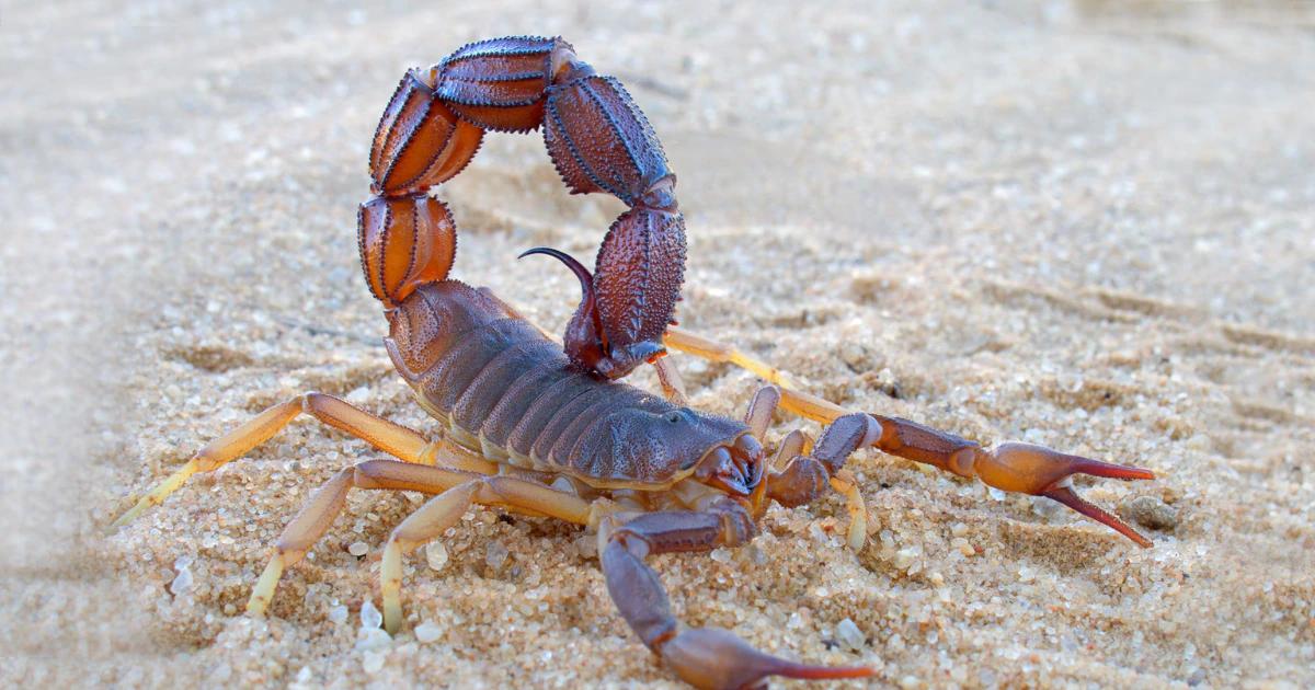 Prevención de Accidentes por Alacranes: Guía Completa para la Protección Familiar - Qué producto repele a los alacranes crear marketing de prevencion alacranes - Qué producto repele a los alacranes