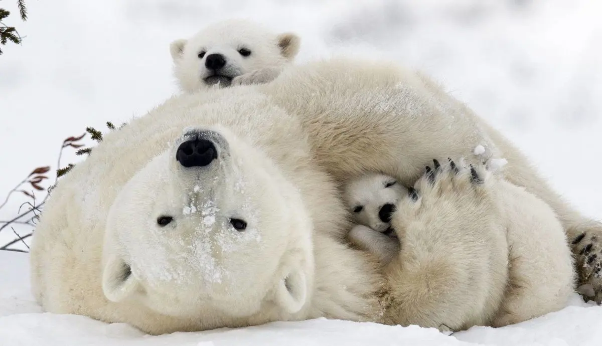 Publicidad Oso Polar: Un Gigante en Riesgo y la Importancia de su Conservación - Qué significa actualmente el oso polar publicidad oso polar - Qué significa actualmente el oso polar