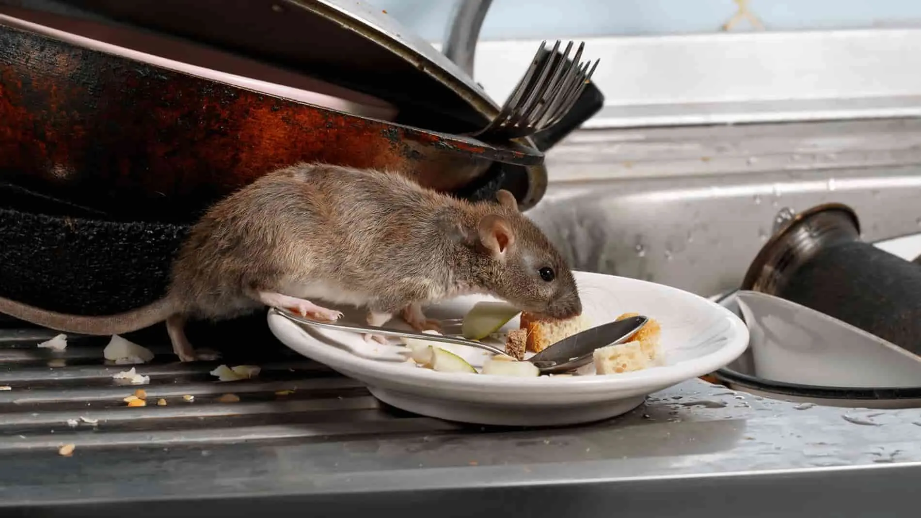 Imágenes de Anuncios de Ratas: Guía Completa - Qué significa la presencia de ratas en la casa imagenes de anuncios de ratas - Qué significa la presencia de ratas en la casa