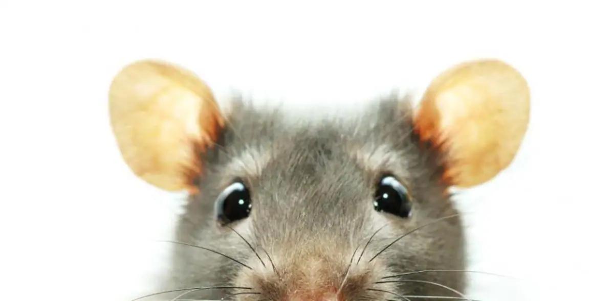 Imágenes de Anuncios de Ratas: Guía Completa - Qué significa la rata en lo espiritual imagenes de anuncios de ratas - Qué significa la rata en lo espiritual