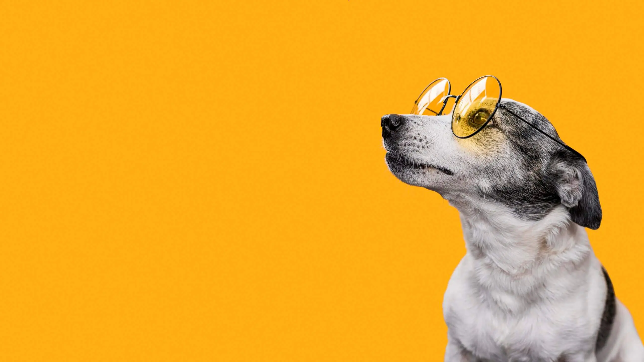 Perro Marketing: La guía definitiva para una estrategia canina - Qué significa perro en marketing perro marketing - Qué significa perro en marketing