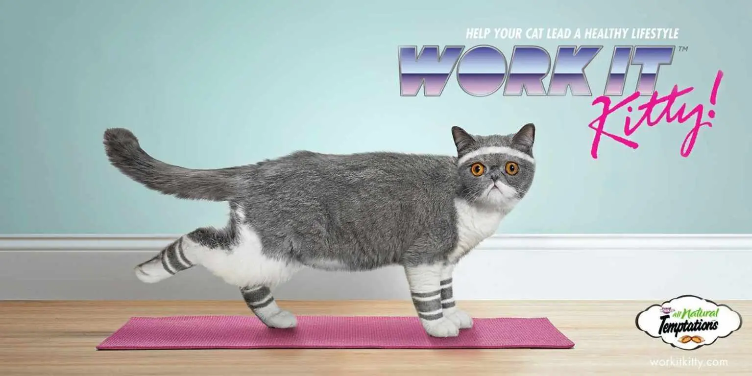 gatos en anuncios pubicitarios - Qué significan los gatos en los negocios
