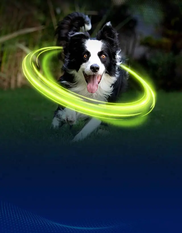 <b>NexGard Publicidad</b>: Guía Definitiva para la Protección Canina - Qué tan buena es la pastilla NexGard para perros nexgard publicidad - Qué tan buena es la pastilla NexGard para perros