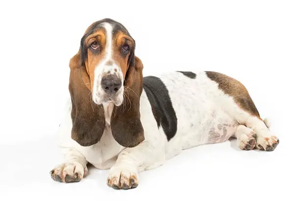 Pedigree: Guía completa sobre el pedigree canino - Qué tan bueno es el pedigree para los perros anuncios depedrigre - Qué tan bueno es el pedigree para los perros