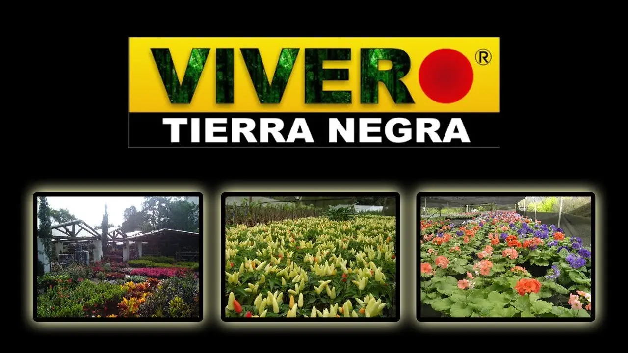 Publicidad para Viveros: Guía Completa para Atraer Clientes - Qué tan rentable es tener un vivero publicidad vivero - Qué tan rentable es tener un vivero