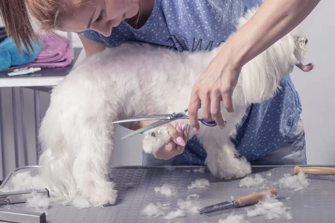 Guía SEO: Anuncios de Peluquería Canina: Atrae Clientes y Maximiza Beneficios - Qué tan rentable es una peluquería canina anuncios de peluqueria canina - Qué tan rentable es una peluquería canina