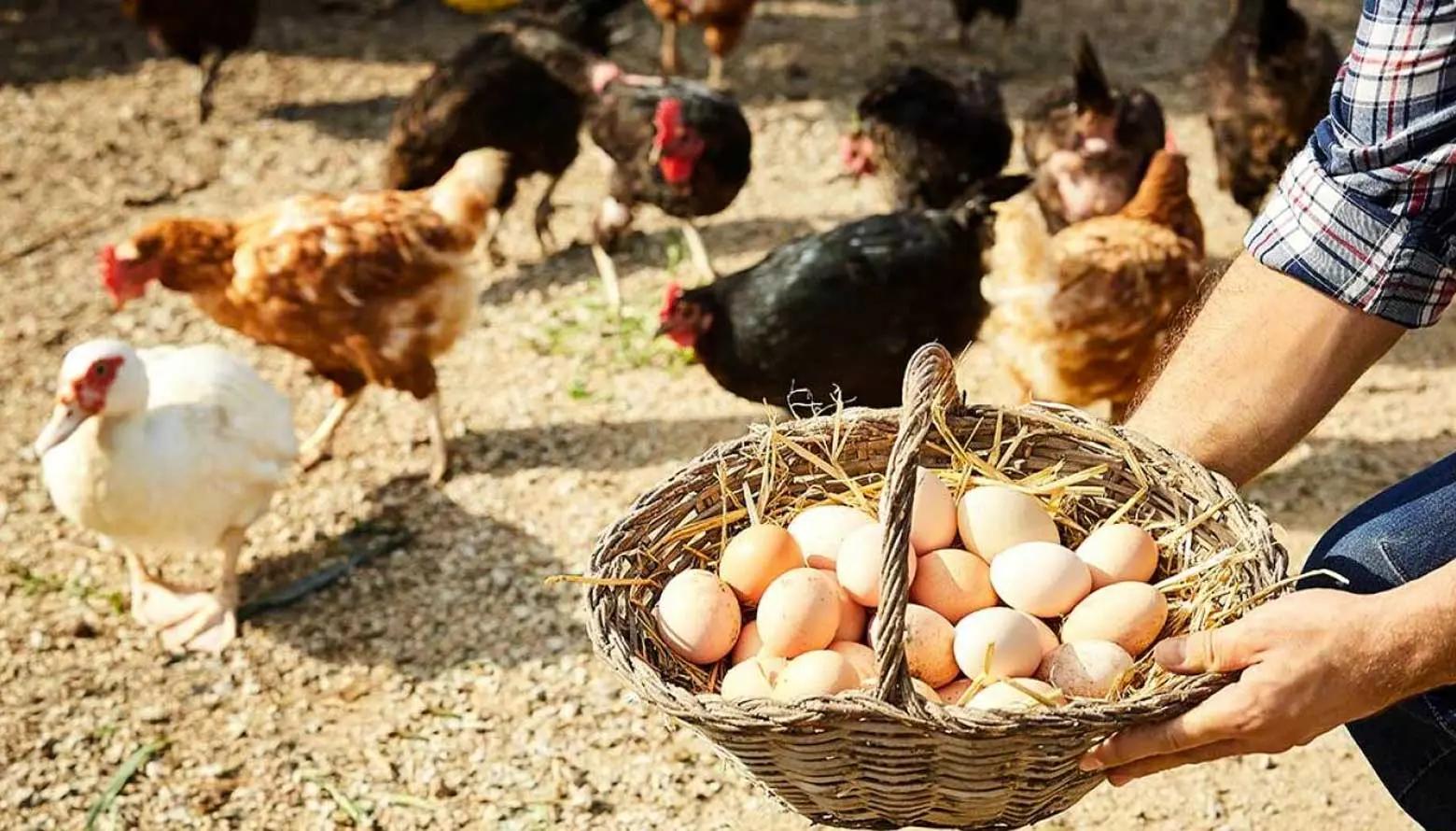 Publicidad para la Venta de Huevos: Guía Completa para el Éxito - Qué tan rentable es vender huevos de gallina publicidad de venta de huevos - Qué tan rentable es vender huevos de gallina