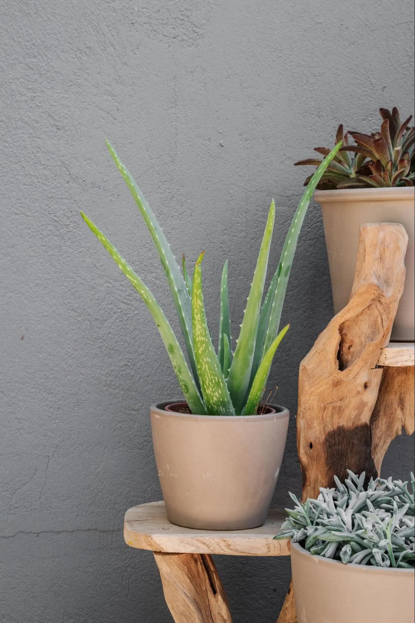 Publicidad de Cactus: Una Guía Completa - Qué tipo de planta es un cactus publicidad de cactus - Qué tipo de planta es un cactus